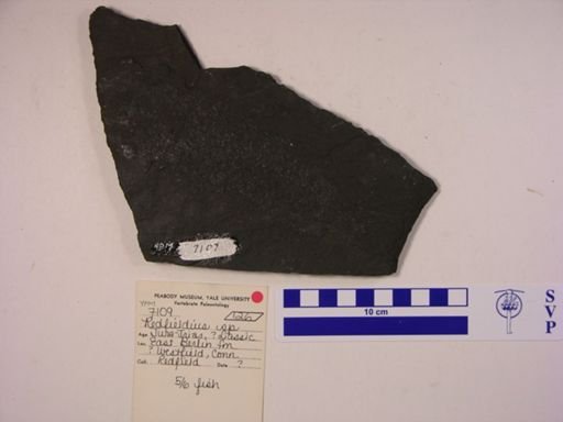 Redfieldius sp.