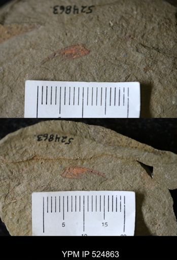 undet. Megacheira