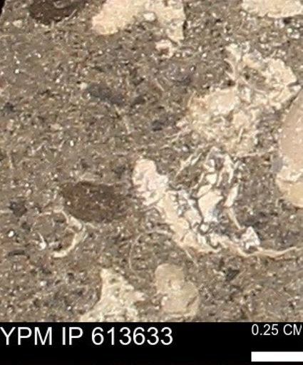 Scaphites sp.
