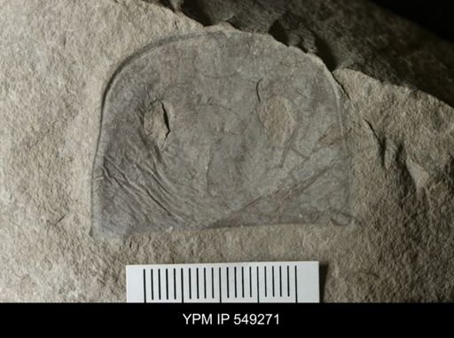 Eurypterus
