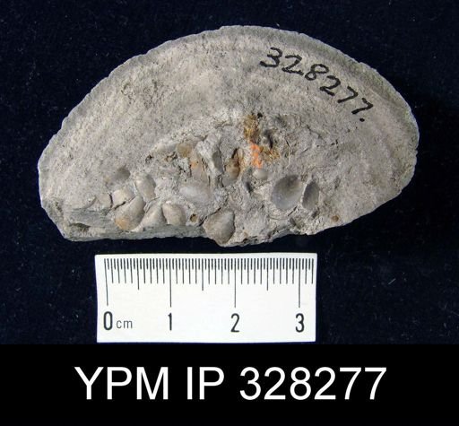 undet. Lingulida