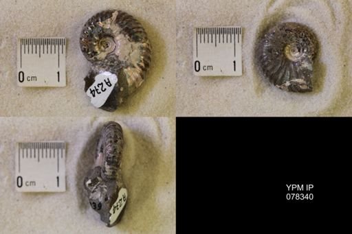 Hoploscaphites nicolletii