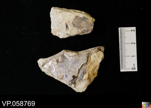undet. Actinopterygii