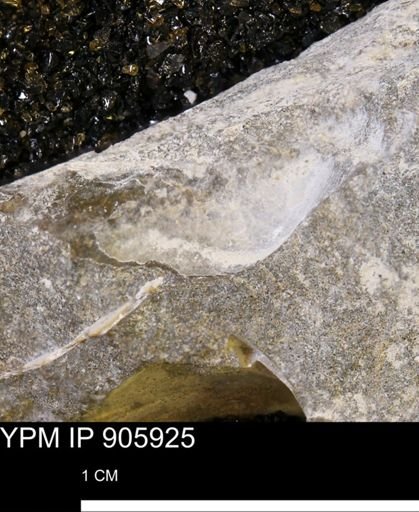 Pseudoptera sp.