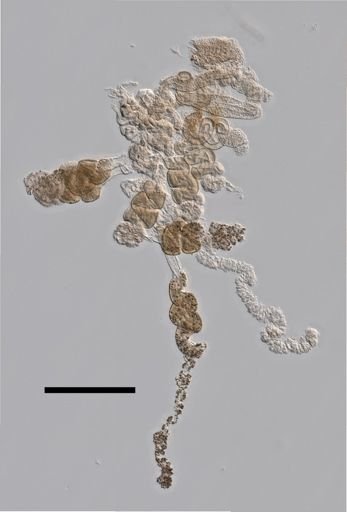 Forskalia edwardsi