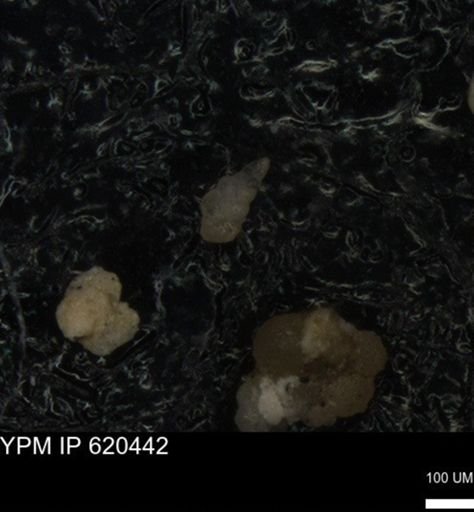 undet. Heterohelicidae