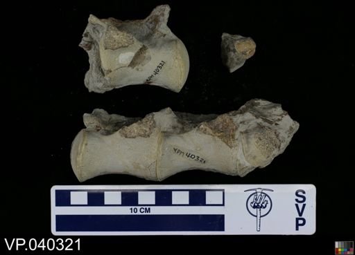 Clidastes sp.