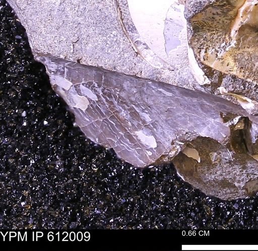 undet. Bivalvia