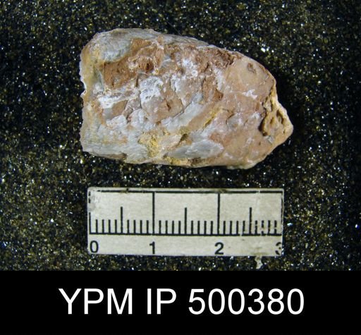 Dielasma sp.