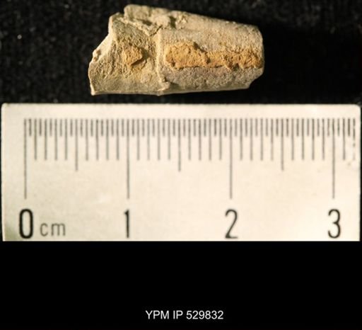 Pseudorthoceras knoxense