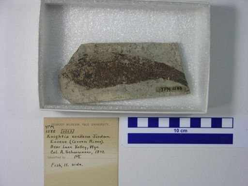 Knightia eocaena