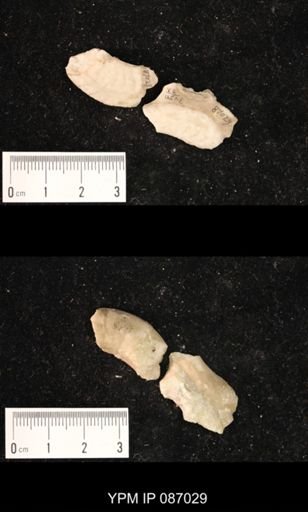 Bucanoceras extensum