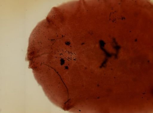 Stylochus frontalis