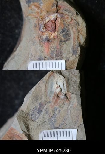 Marrellomorpha