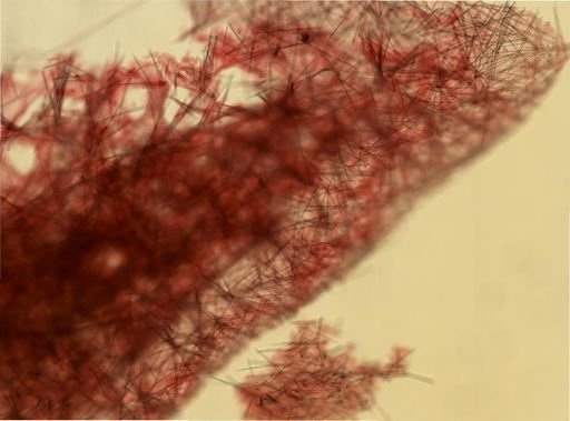 Halichondria bowerbanki