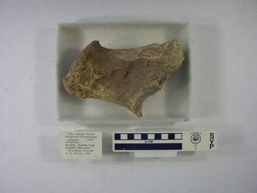 Teleoceras sp.