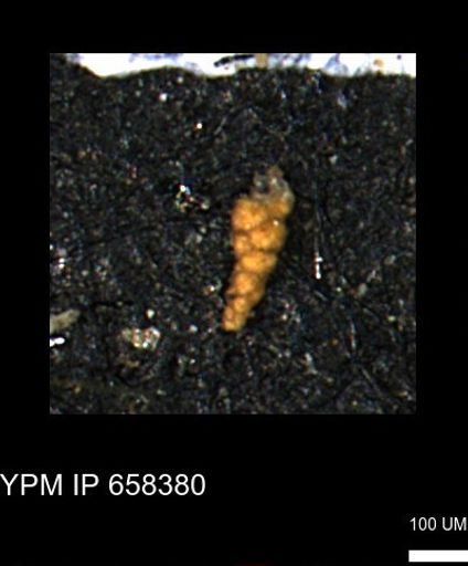Verneuilinoides kansasensis