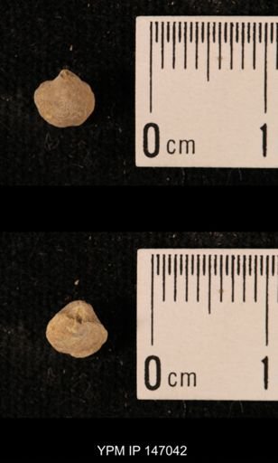 Ambocoelia planoconvexa
