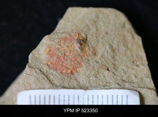 undet. Porifera