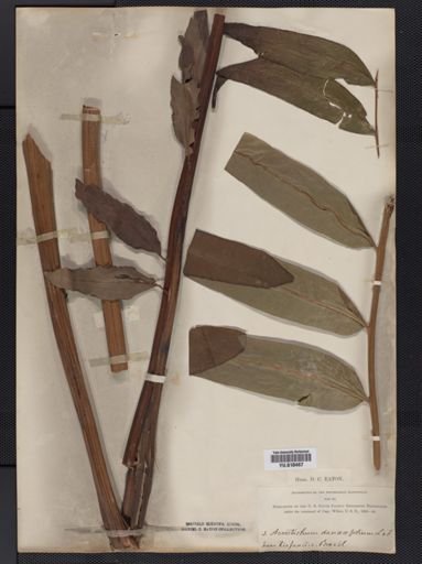 Plantae
