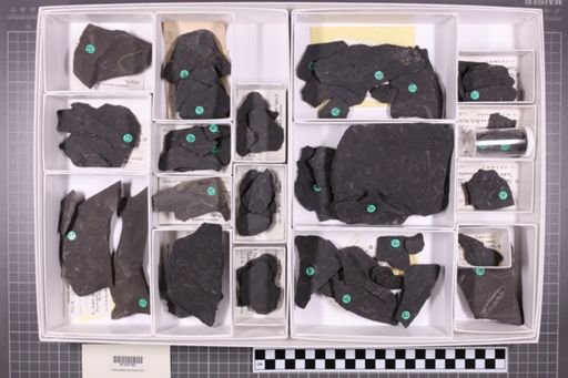 mixed taxa, stratigraphic collection