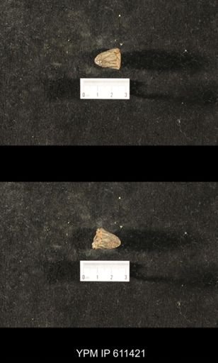 Glyptocrinus decadactylus