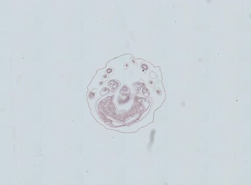 Prenolepis imparis