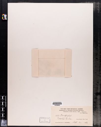 Bulbostylis capillaris