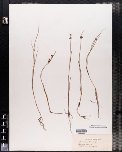 Juncus nodosus
