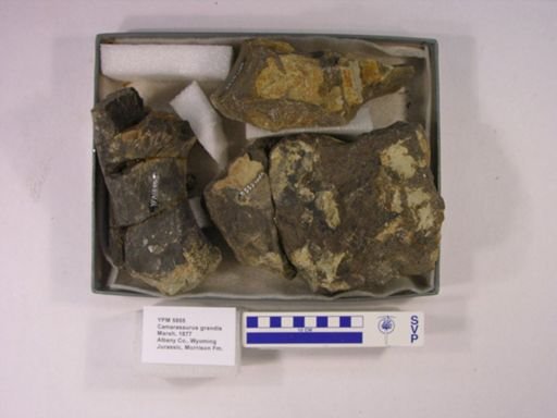 Camarasaurus grandis