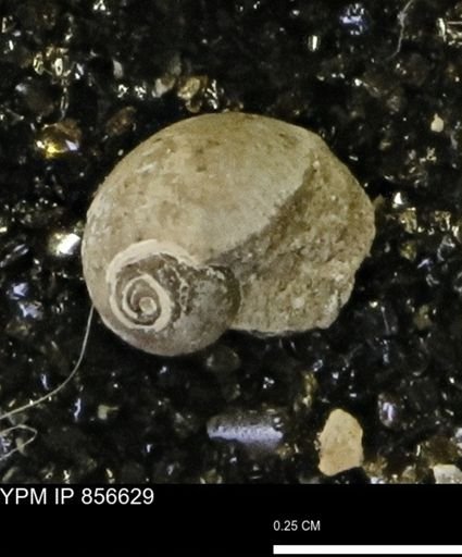 Euspira sp.