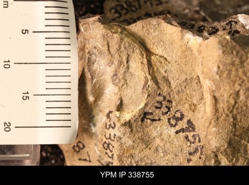 Protocardia subquadrata