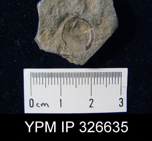 Orbiculoidea?