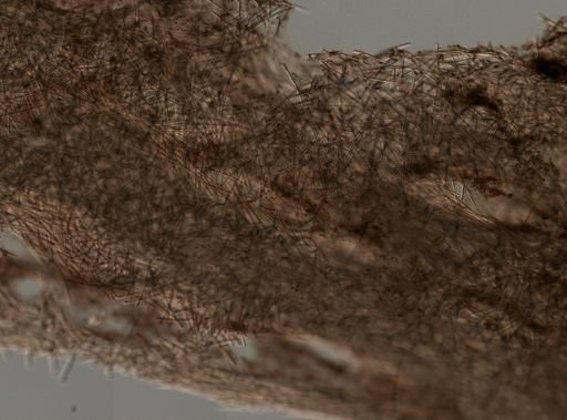 Spheciospongia vesparium