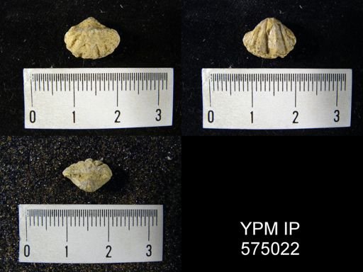 Howellella sp.