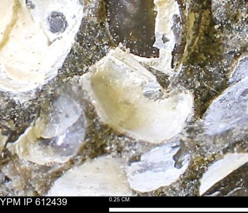 Protocardia subquadrata