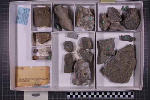 mixed taxa, stratigraphic collection