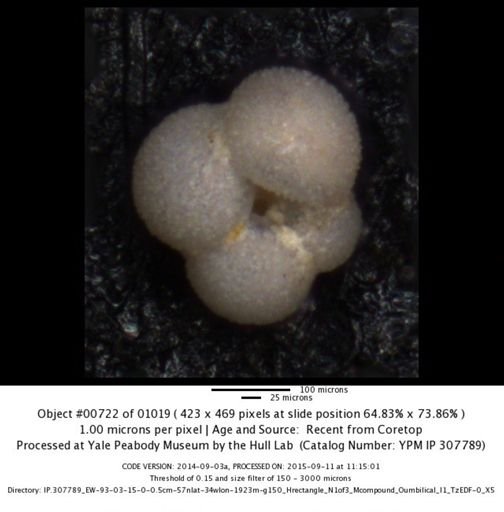 undet. Foraminiferida