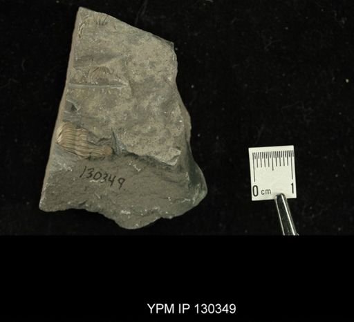 Phacops rana