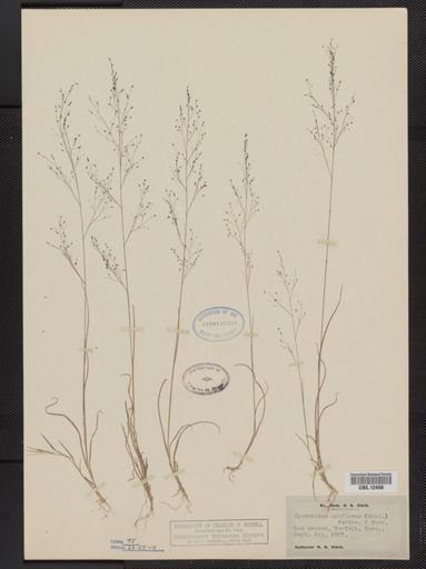 Muhlenbergia uniflora