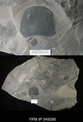 Eurypterus