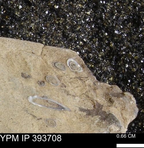 undet. Serpulidae