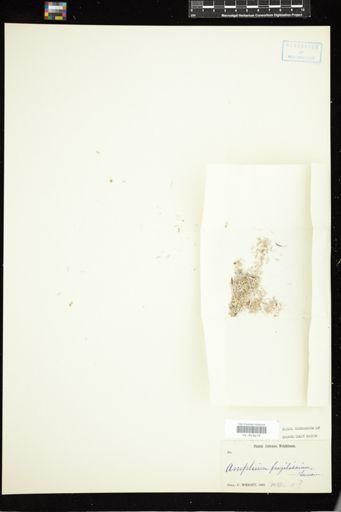 Amphiroa fragilissima