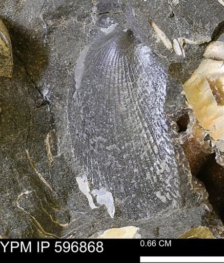 Oxytoma sp.