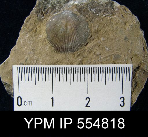 Rhipidomella uberis