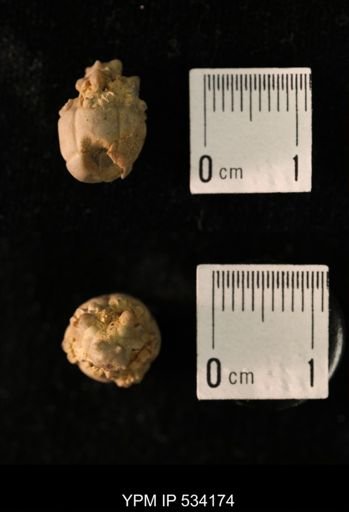 Talarocrinus sp.