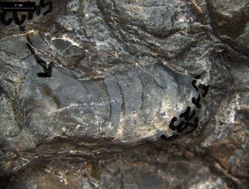 undet. Nautiloidea