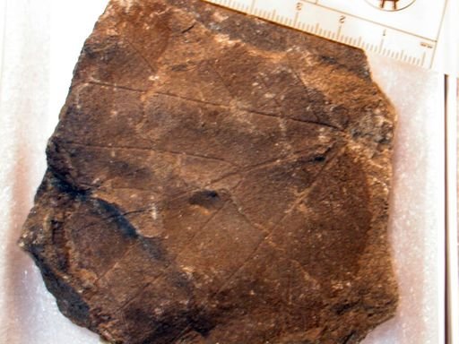 Angiospermopsida