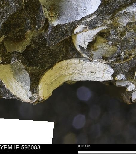 undet. Bivalvia