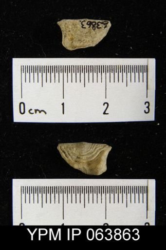 Leptaena delicata